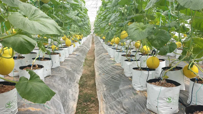 Nông nghiệp Công nghệ cao Lam Sơn - Sao Vàng